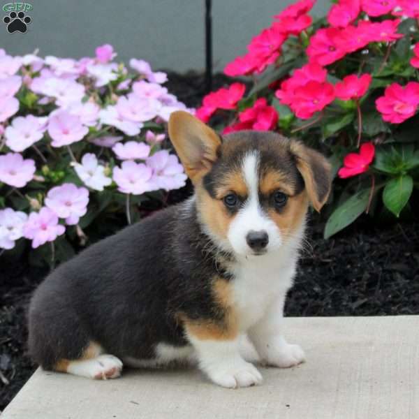 Landon, Pembroke Welsh Corgi Puppy