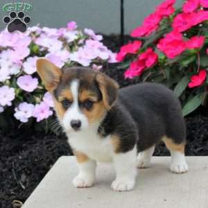 Landon, Pembroke Welsh Corgi Puppy