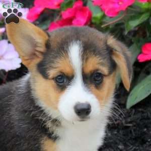 Landon, Pembroke Welsh Corgi Puppy