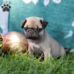 Landon, Pug Puppy