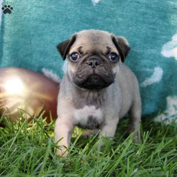 Landon, Pug Puppy