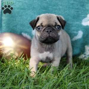 Landon, Pug Puppy