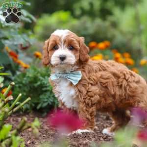 Lane, Cavapoo Puppy