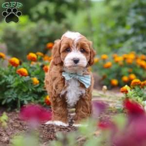 Lane, Cavapoo Puppy