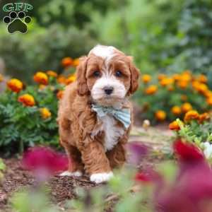 Lane, Cavapoo Puppy