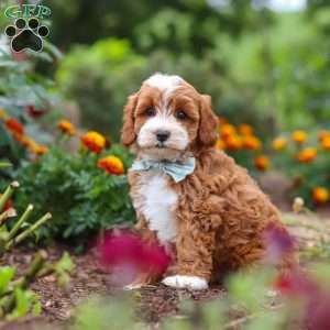 Lane, Cavapoo Puppy
