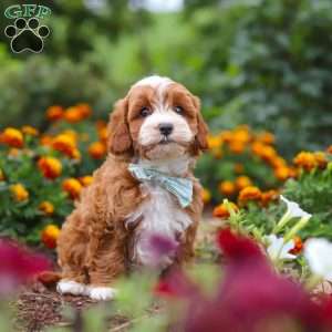 Lane, Cavapoo Puppy