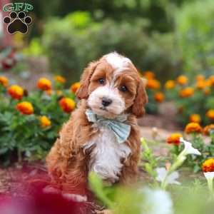 Lane, Cavapoo Puppy