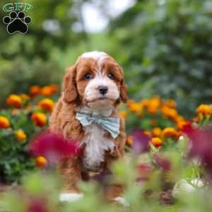 Lane, Cavapoo Puppy