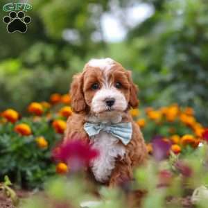 Lane, Cavapoo Puppy