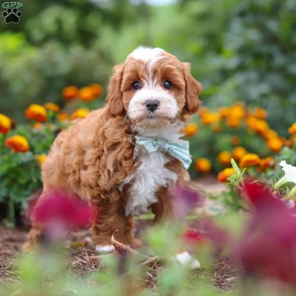 Lane, Cavapoo Puppy