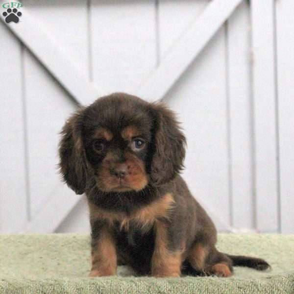Lark, Cavalier King Charles Spaniel Puppy