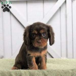 Lark, Cavalier King Charles Spaniel Puppy