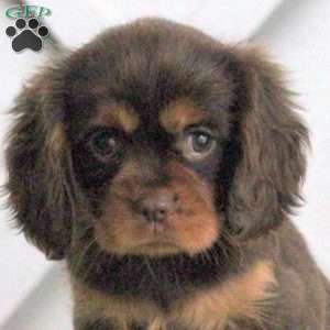 Lark, Cavalier King Charles Spaniel Puppy