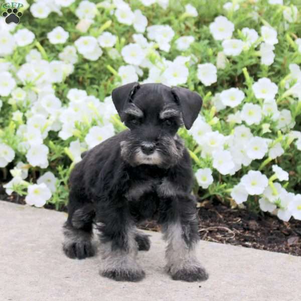 Lassie, Miniature Schnauzer Puppy