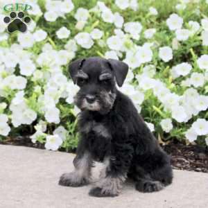 Lassie, Miniature Schnauzer Puppy