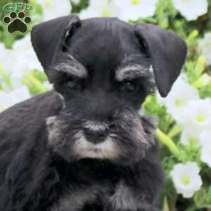 Lassie, Miniature Schnauzer Puppy