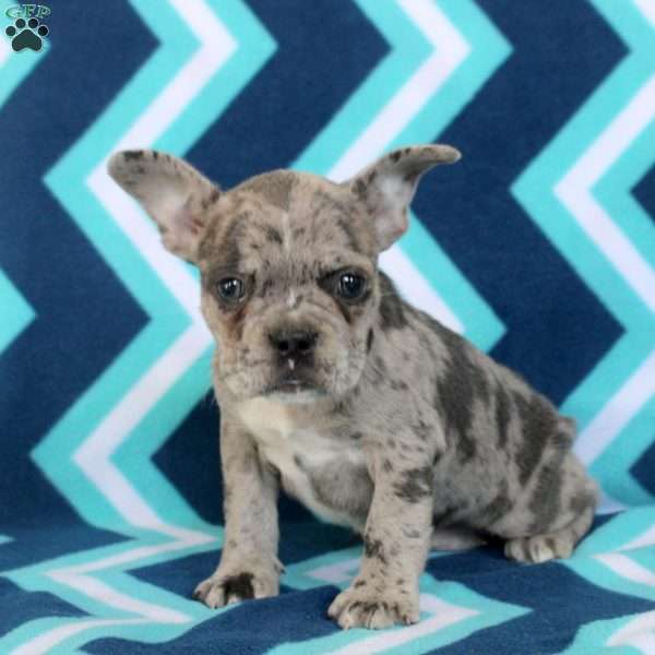 Layla, Frenchton Puppy