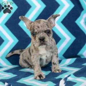 Layla, Frenchton Puppy