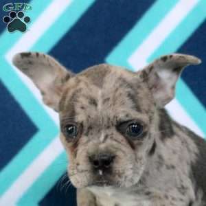 Layla, Frenchton Puppy