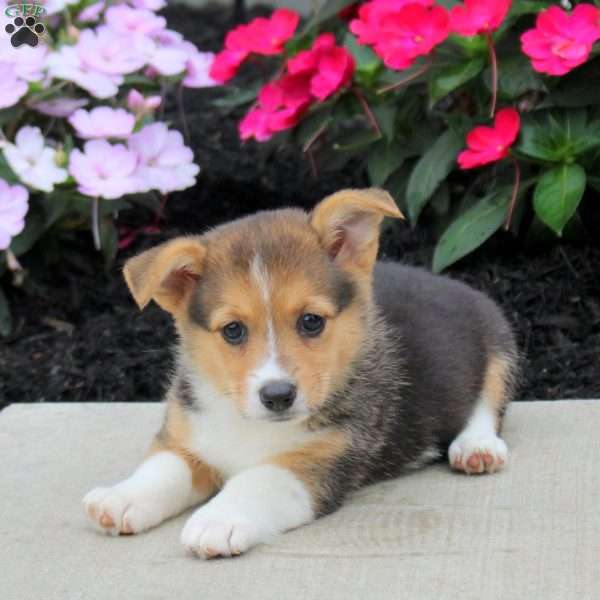 Layna, Pembroke Welsh Corgi Puppy