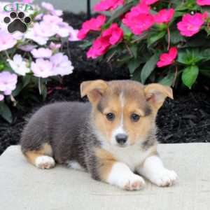 Layna, Pembroke Welsh Corgi Puppy