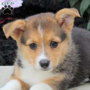 Layna, Pembroke Welsh Corgi Puppy