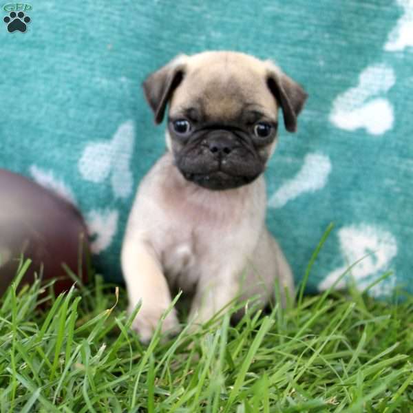 Leah, Pug Puppy