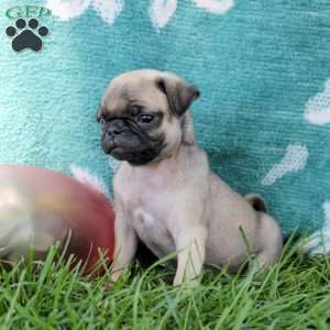 Leah, Pug Puppy
