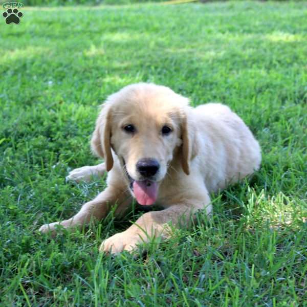 Lee, Golden Retriever Puppy