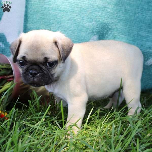 Lennon, Pug Puppy