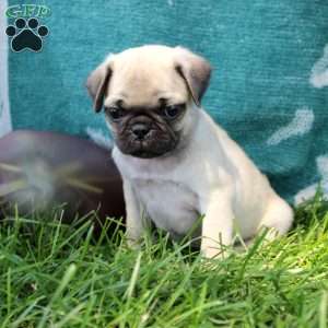 Lennon, Pug Puppy