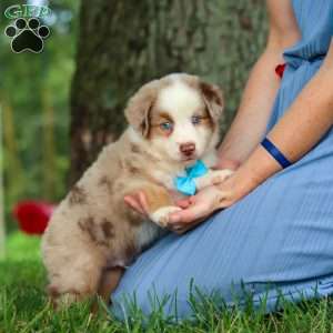 Leo, Miniature Australian Shepherd Puppy
