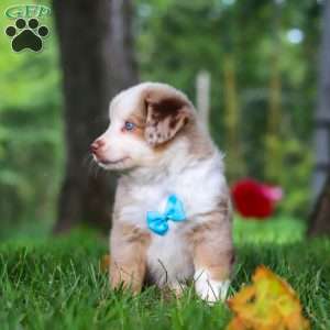 Leo, Miniature Australian Shepherd Puppy