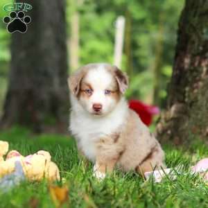Leo, Miniature Australian Shepherd Puppy