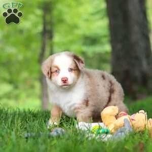 Leo, Miniature Australian Shepherd Puppy