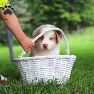 Leo, Miniature Australian Shepherd Puppy