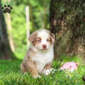 Leo, Miniature Australian Shepherd Puppy