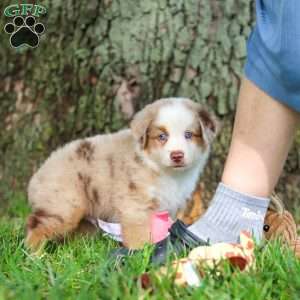 Leo, Miniature Australian Shepherd Puppy