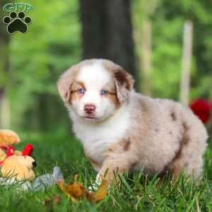 Leo, Miniature Australian Shepherd Puppy