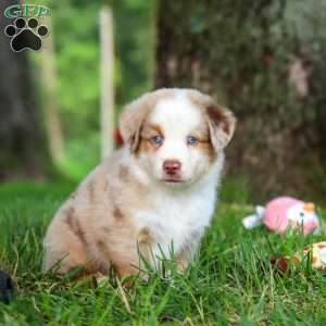 Leo, Miniature Australian Shepherd Puppy
