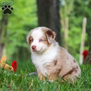 Leo, Miniature Australian Shepherd Puppy