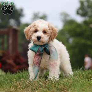 Leo, Bich-Poo Puppy