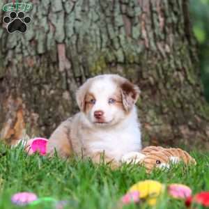 Leo, Miniature Australian Shepherd Puppy