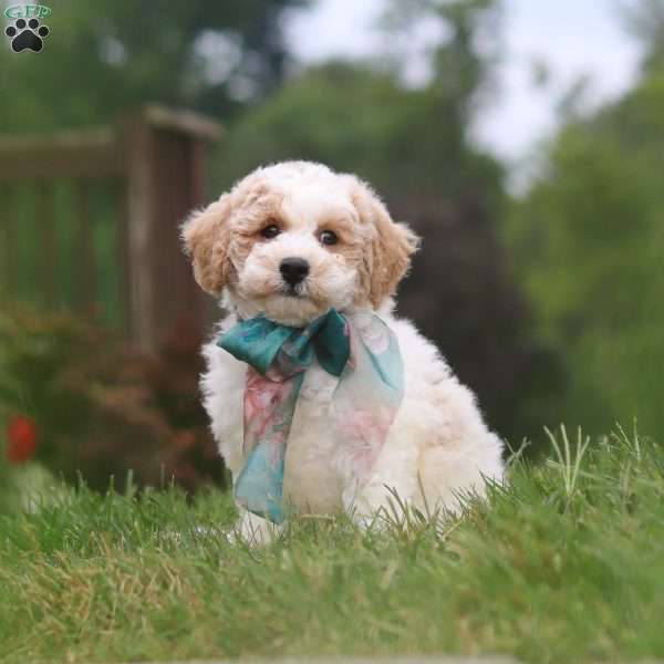 Leo, Bich-Poo Puppy