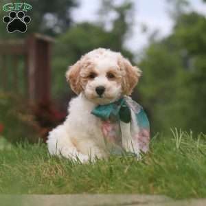 Leo, Bich-Poo Puppy