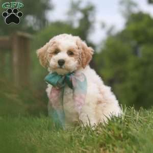 Leo, Bich-Poo Puppy