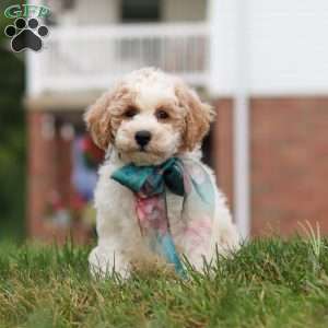 Leo, Bich-Poo Puppy
