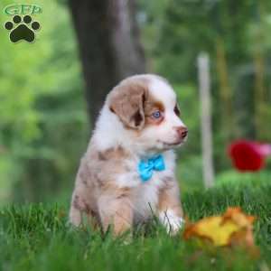 Leo, Miniature Australian Shepherd Puppy