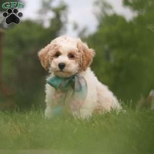 Leo, Bich-Poo Puppy